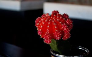 12729100_10208448203140474_215046210246459134_n